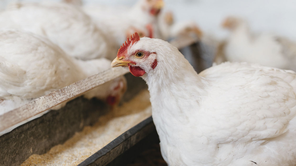 DSM lanza nueva proteasa para la producción animal