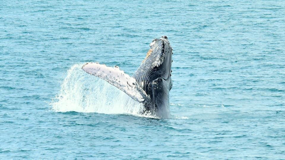 Quepos se prepara para atender nueva temporada de avistamiento de ballenas en Costa Rica