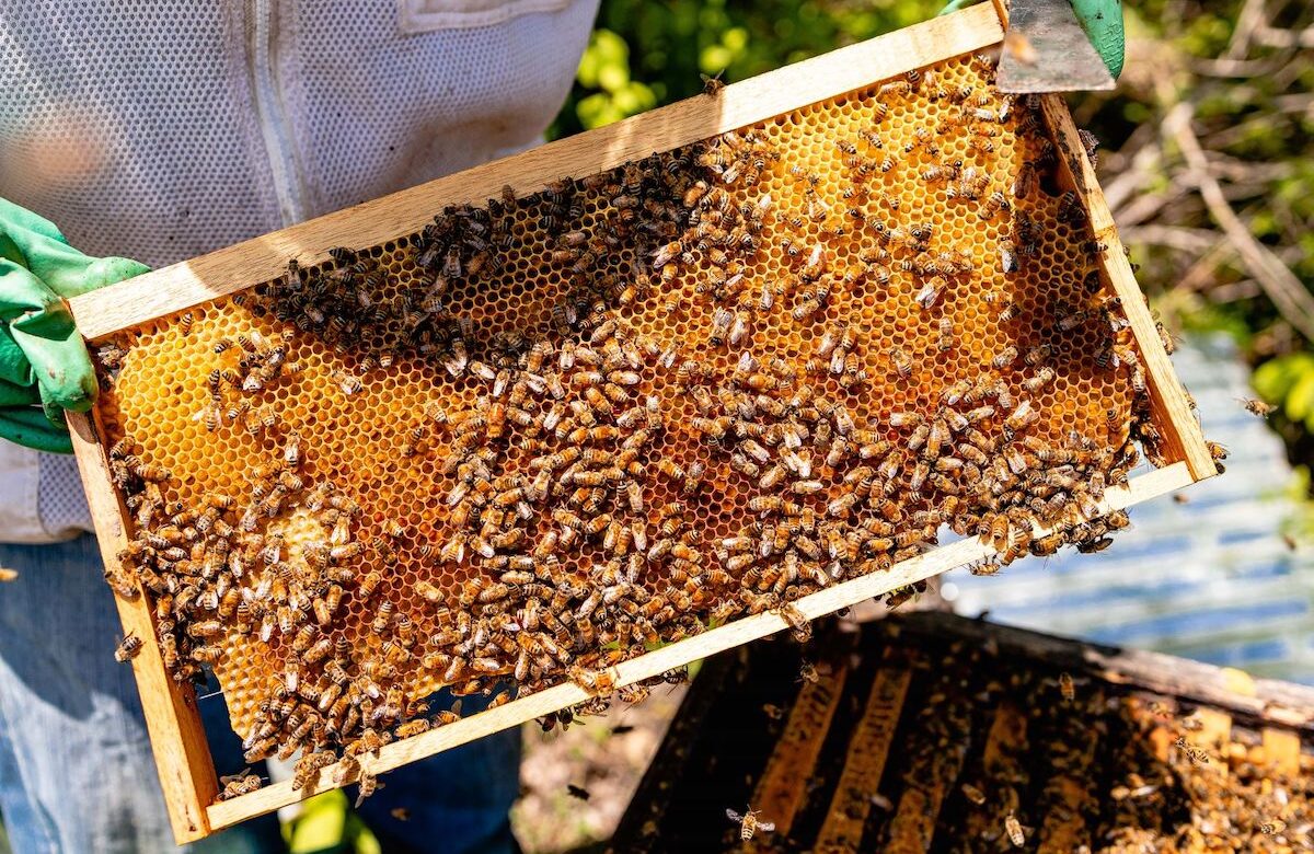 Producción de miel en Nicaragua supera las 800 toneladas hasta abril