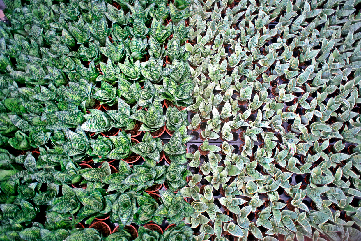 Sector de plantas ornamentales de Costa Rica tiene potencial para exportar a Canadá