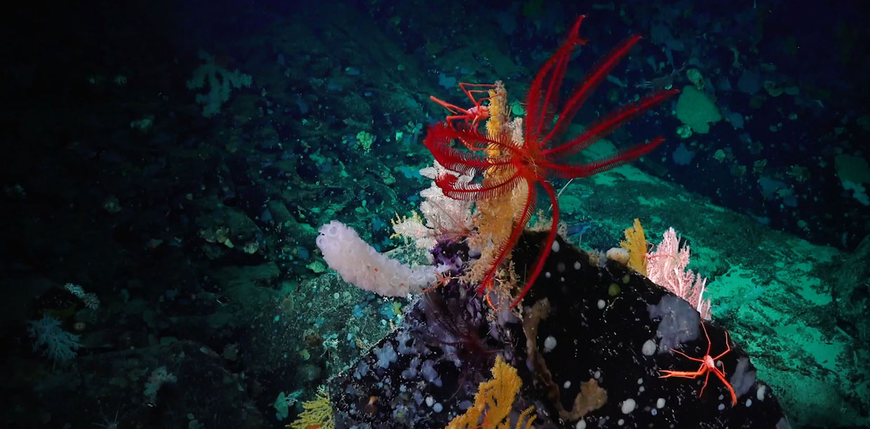 Especies endémicas se albergan en Montes submarinos cercanos a la Isla del Coco