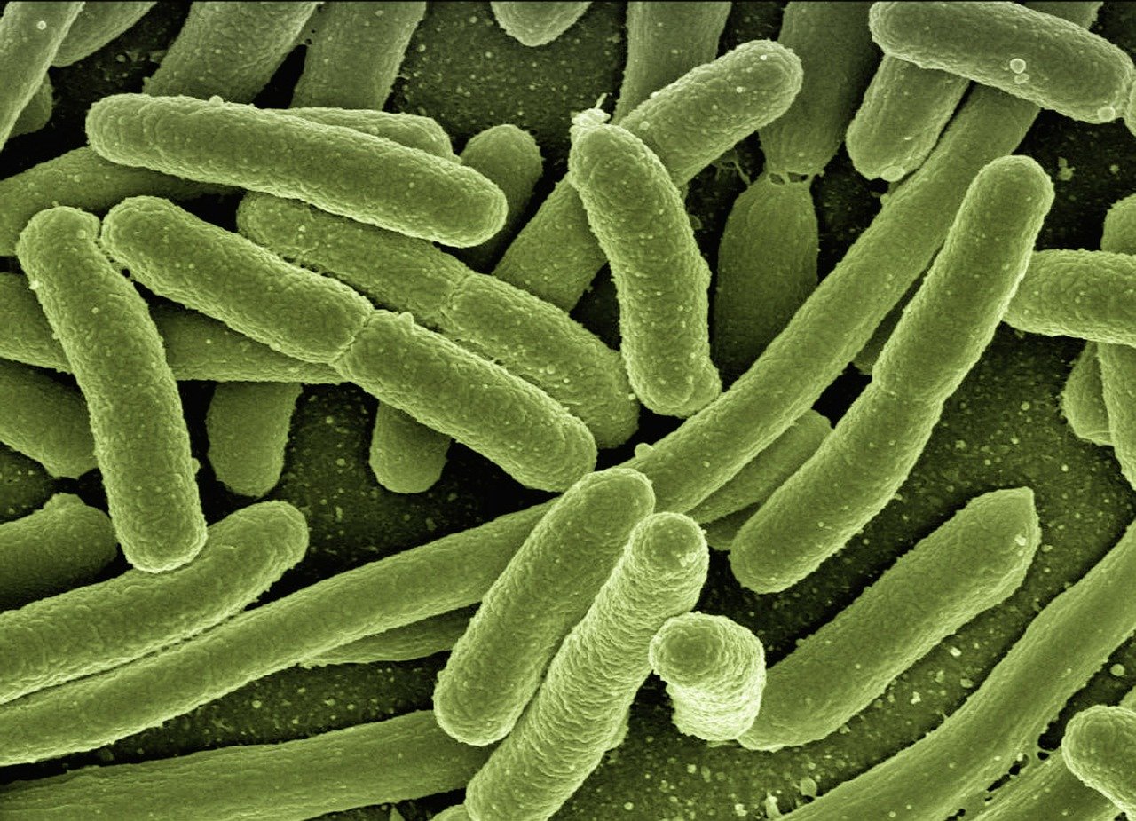 Se estima que alrededor del 60% de la población costarricense sufre Helicobacter pylori (Hp)