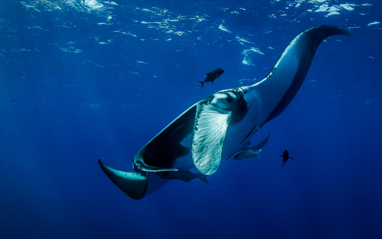 Innovadora iniciativa regional protegerá la biodiversidad en aguas internacionales