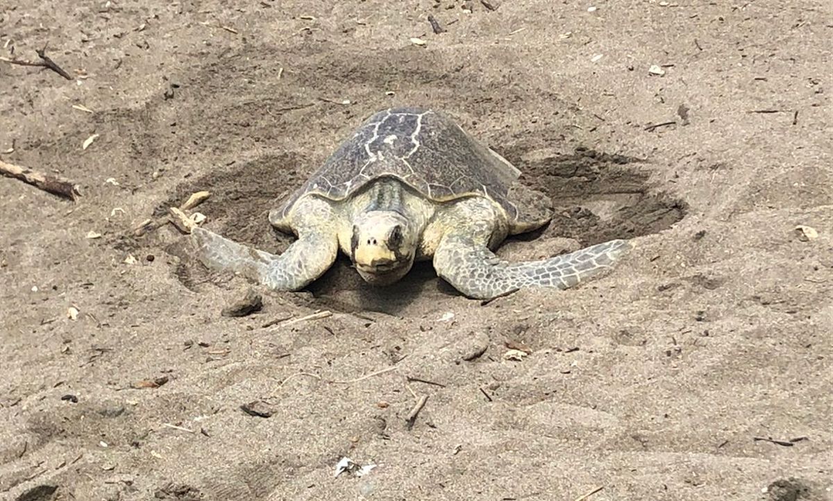 Inició la temporada de desove de tortugas en Punta Islita