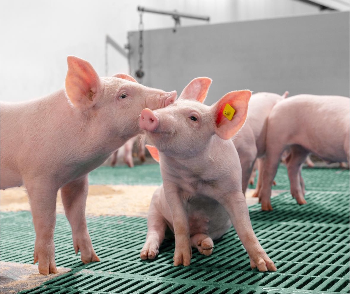 ¿Cómo garantizar el bienestar animal en las granjas de cerdos?