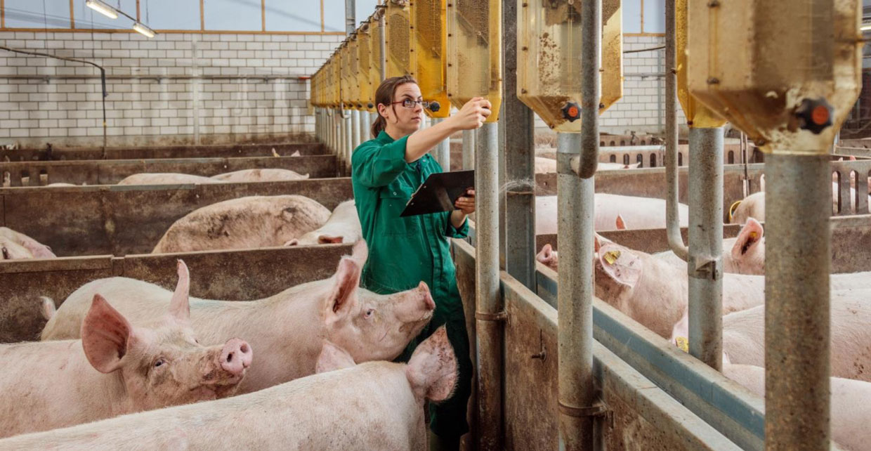 Panamá importará más de 3,6 millones de kilos de cerdo desde EE.UU. este 2023