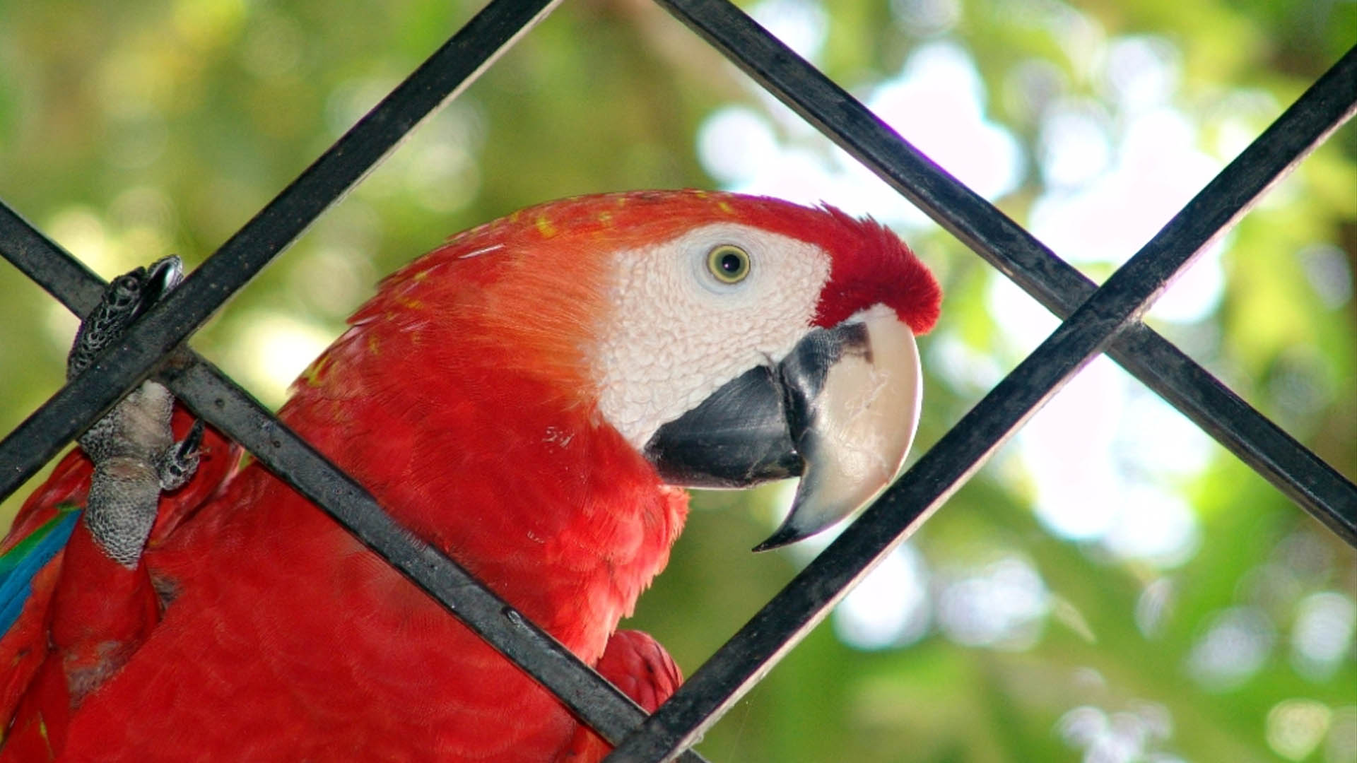 Organizaciones de Sociedad Civil convocan a candidatos presidenciales a debatir sobre temática ambiental y animal