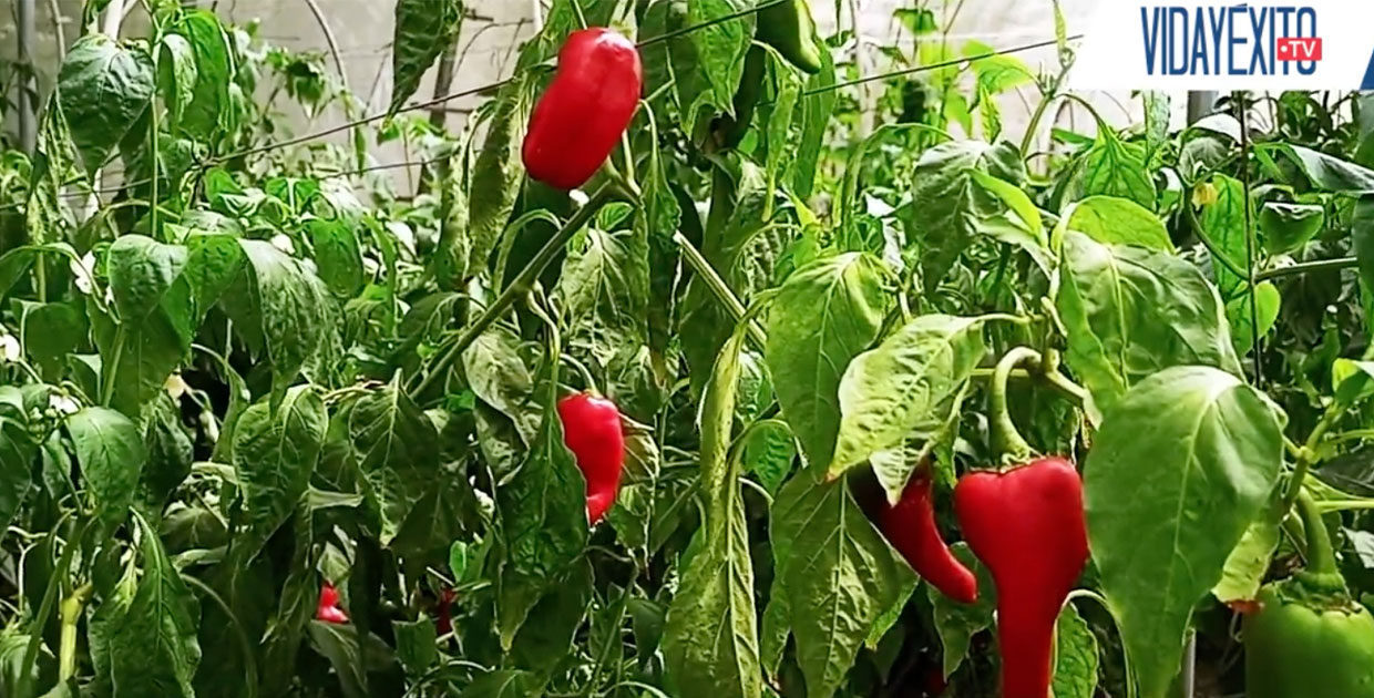 Sembrar para prosperar