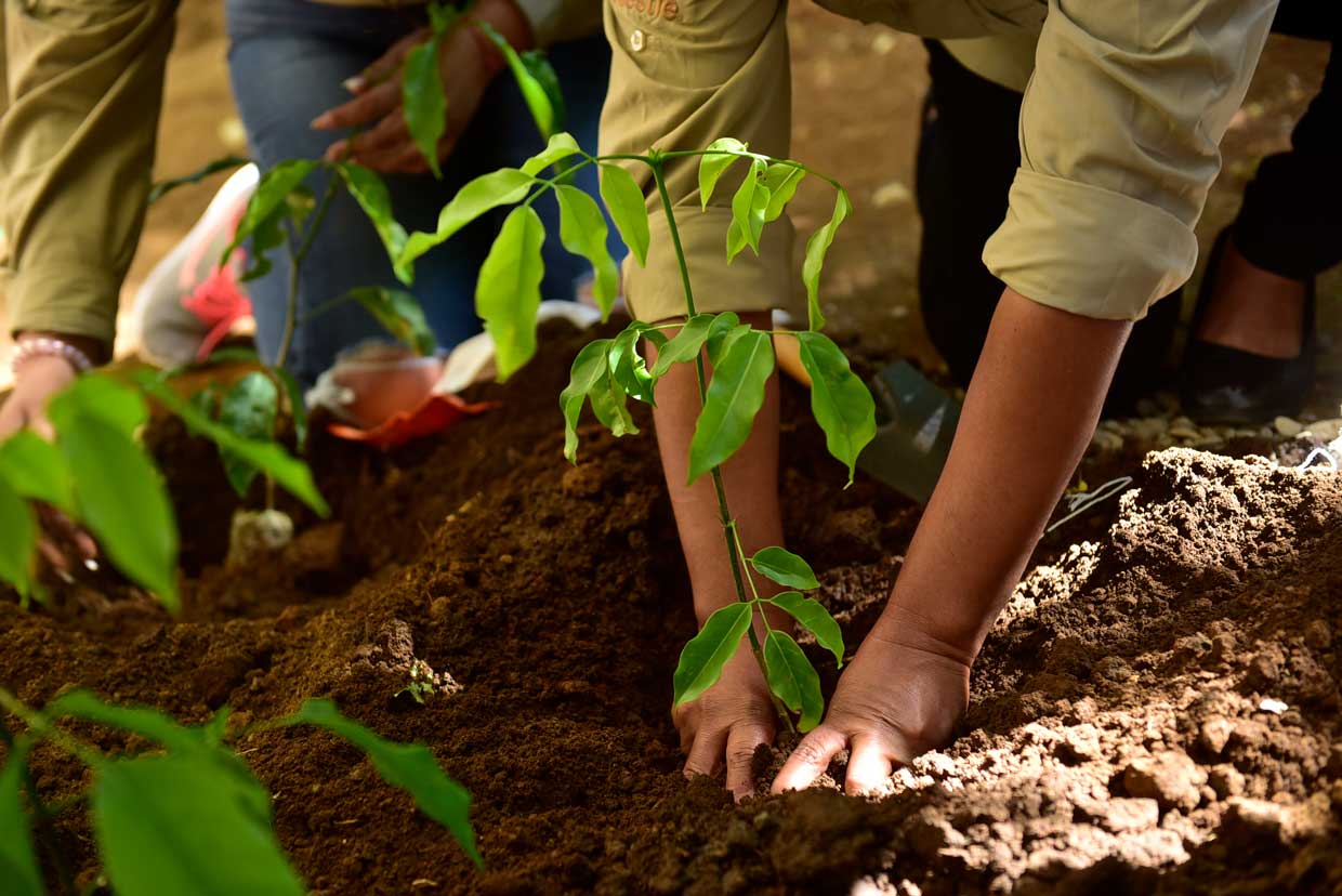 Para el 2022 Nestlé Nicaragua plantará 1 millón de árboles en zonas productivas del país