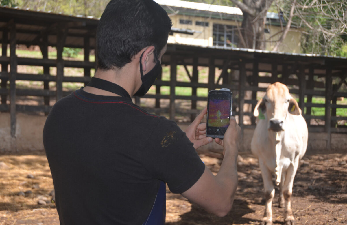 UTN de Costa Rica utiliza cámara térmica del celular de Cat para detectar enfermedades en las pezuñas del ganado lechero