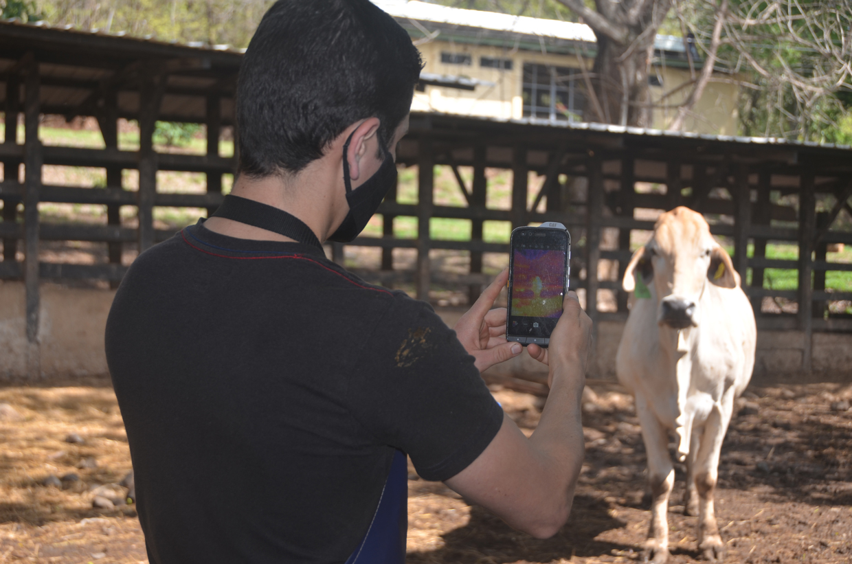 UTN de Costa Rica utiliza cámara térmica del celular de Cat para detectar enfermedades en las pezuñas del ganado lechero