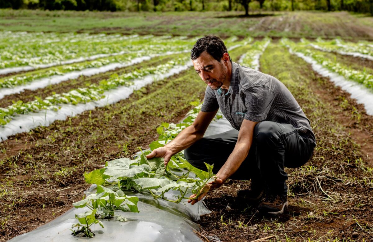Walmart impulsa el desarrollo y diversificación  de 259 agricultores en Costa Rica
