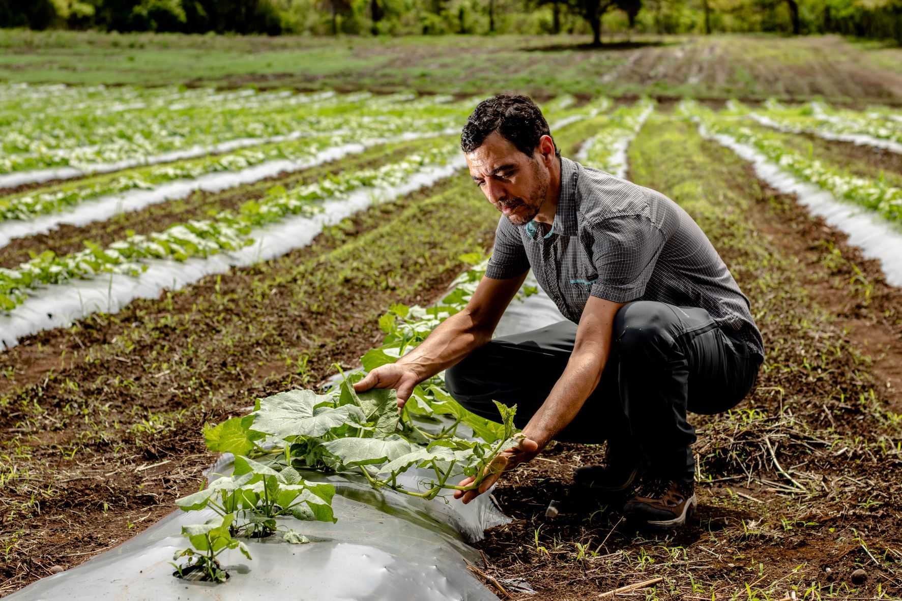 Walmart impulsa el desarrollo y diversificación  de 259 agricultores en Costa Rica