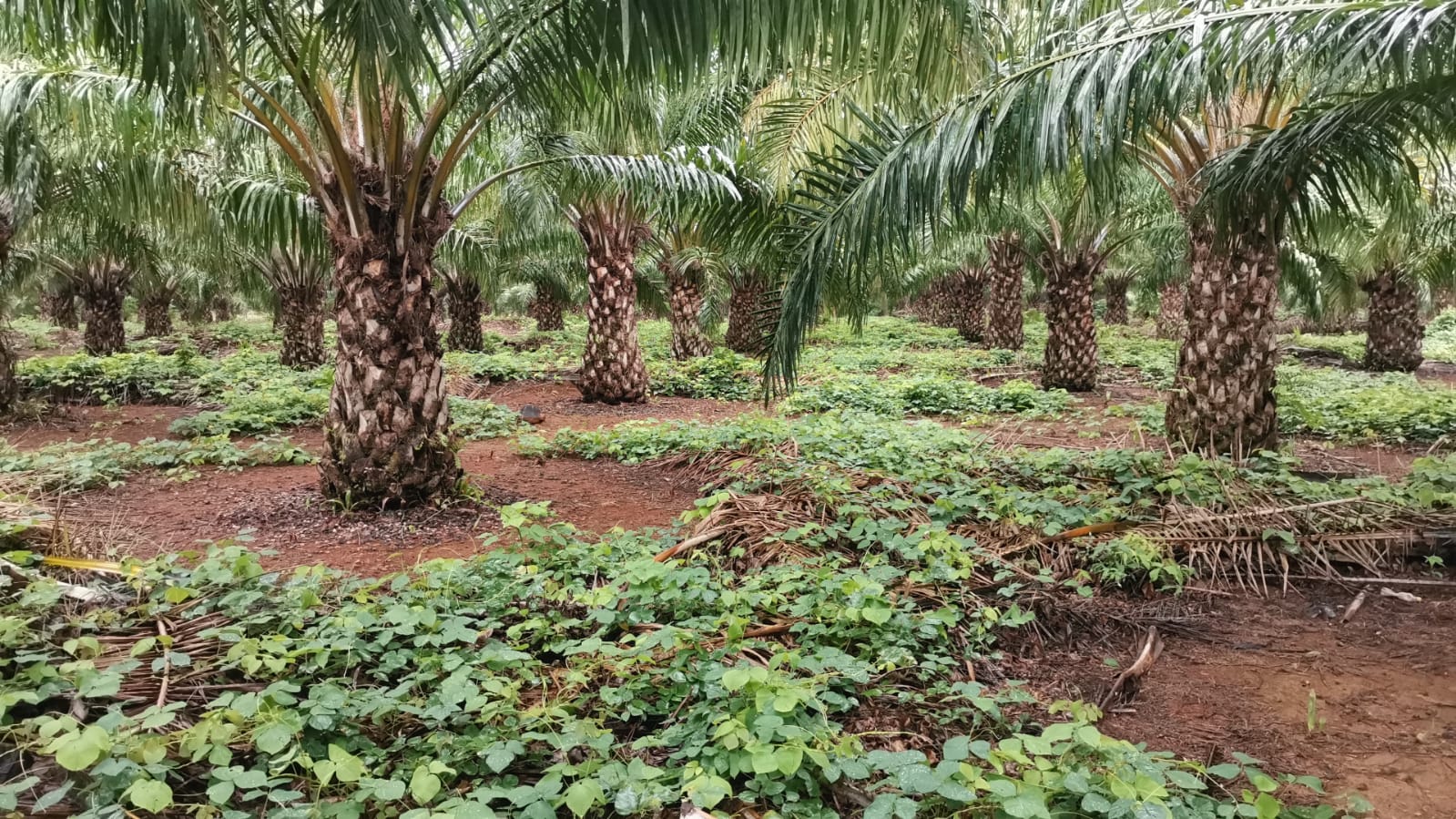 Un 31,6% aumentan divisas por exportación de aceite de palma en Honduras