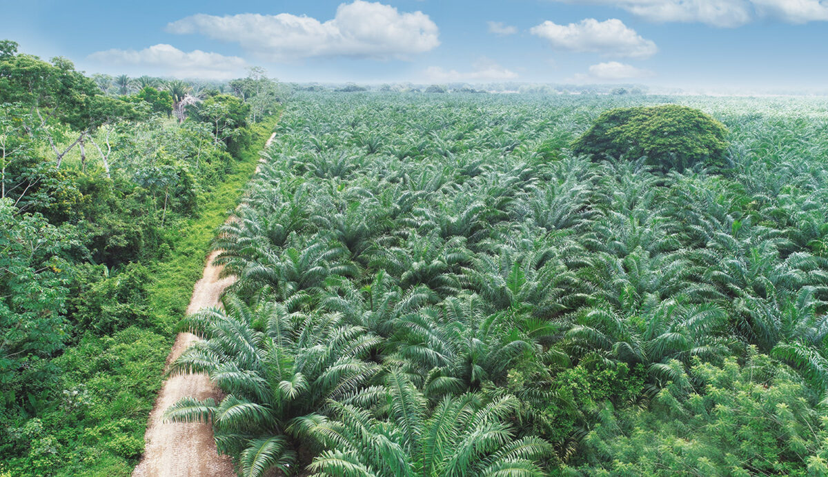 GREPALMA, Promueve la palmicultura sostenible