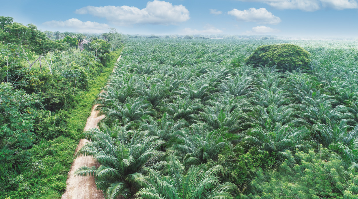 GREPALMA, Promueve la palmicultura sostenible