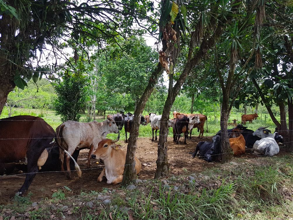 Costa Rica: Dos Pinos paga US$2,4 millones cada mes por leche producida en fincas guanacastecas