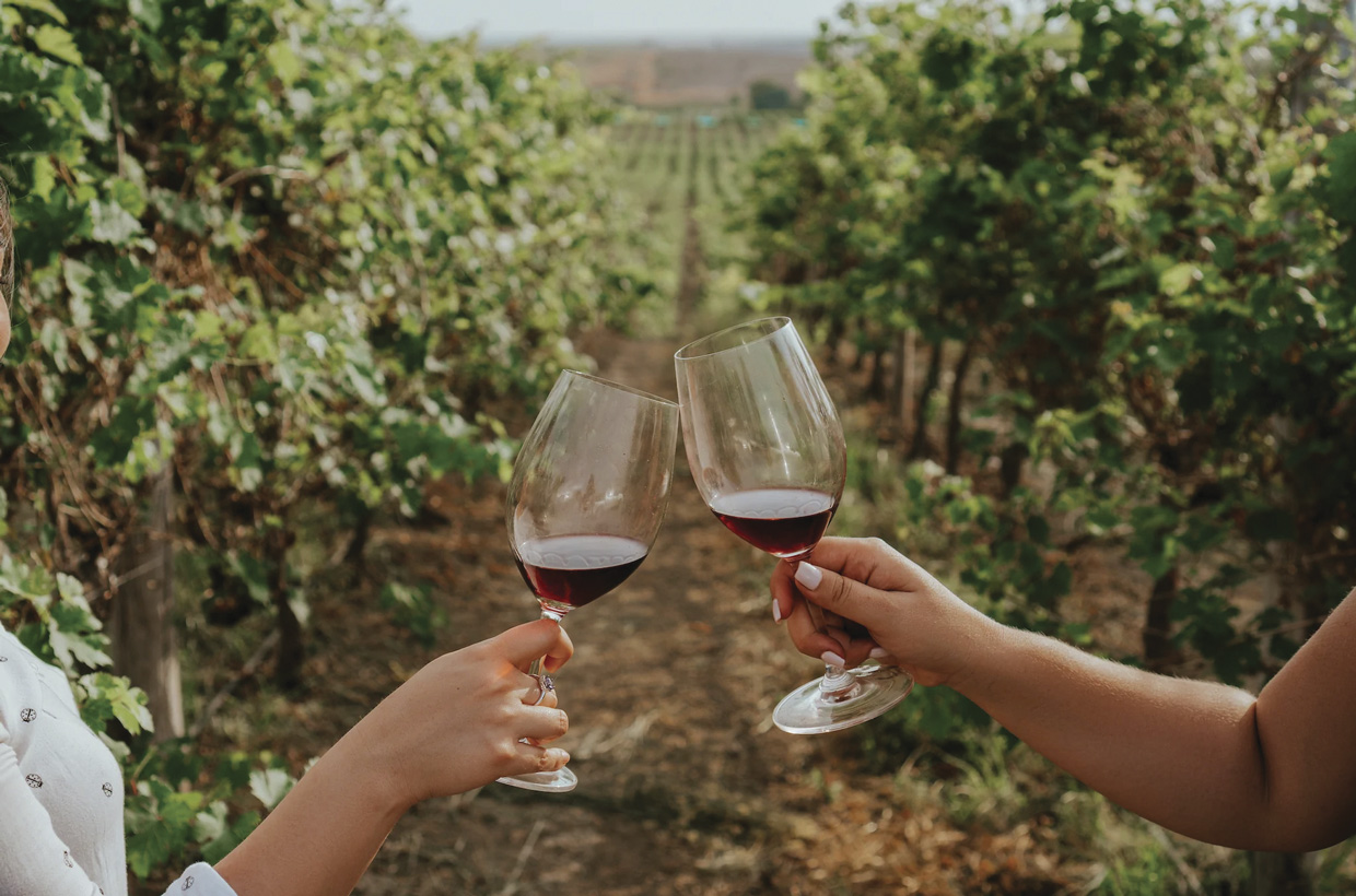 El viñedo de la mitad del mundo