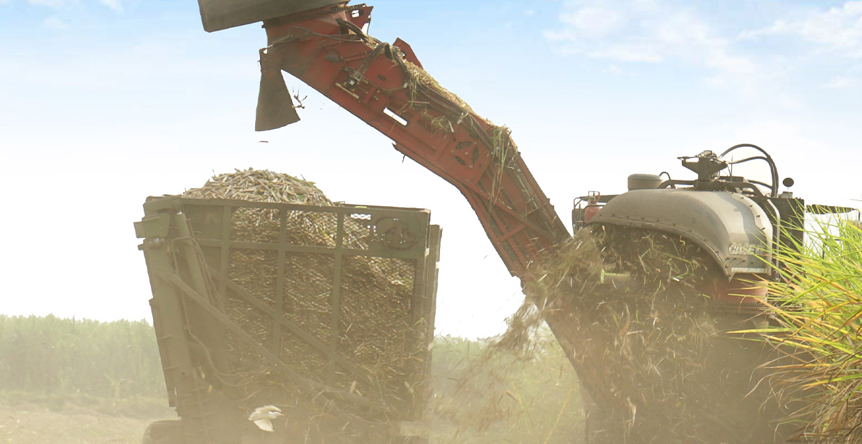 Los productores prevén incremento en el consumo de azúcar en El Salvador en el 2023