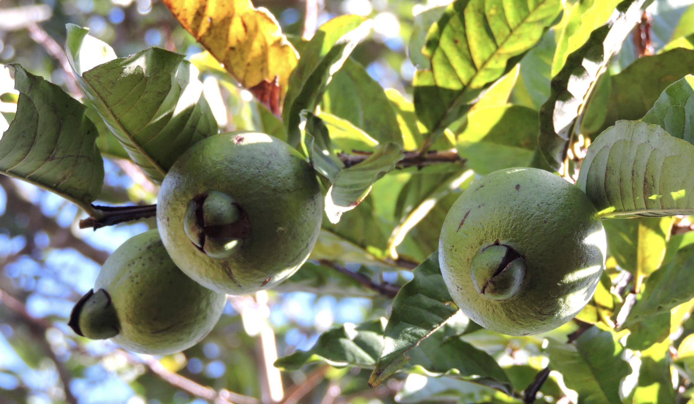 Tropical comprará cas a productores nacionales para relanzar bebida al mercado costarricense