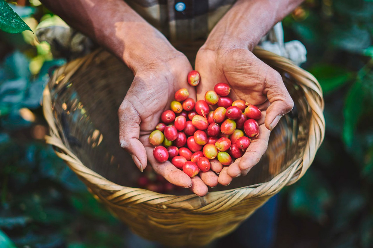 Caen las exportaciones de café de El Salvador y de Honduras en el inicio del nuevo ciclo