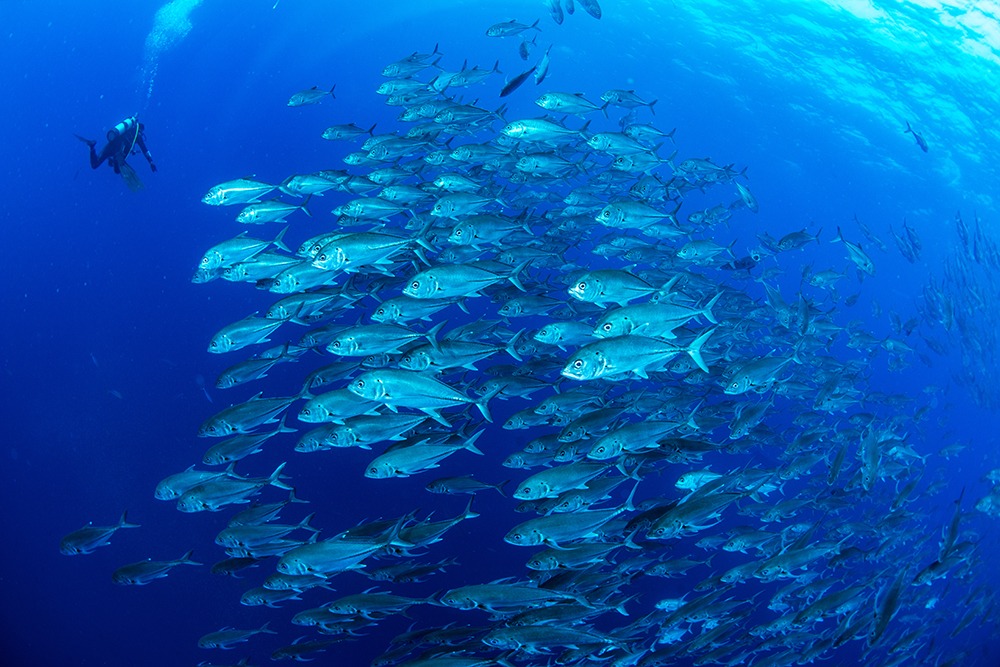 Cuatro destacadas organizaciones de conservación unen fuerzas para proteger los océanos