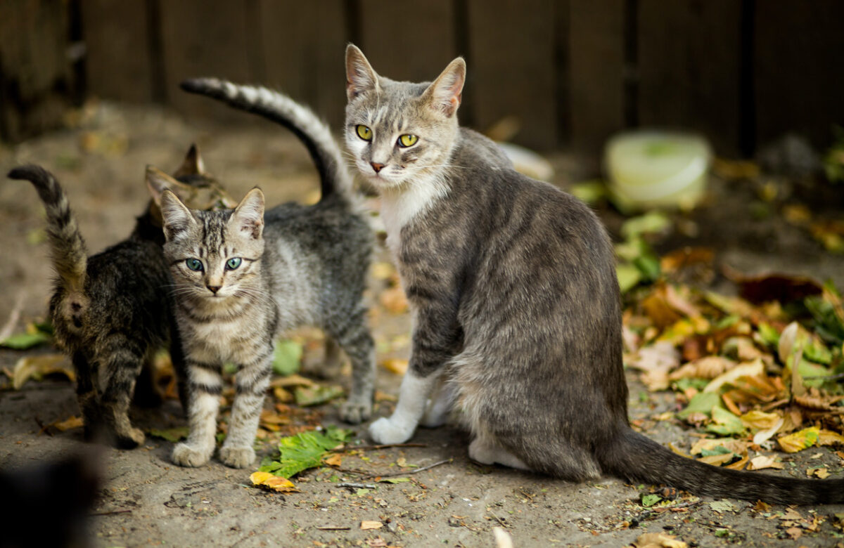 Cinco mitos sobre los efectos de la castración felina