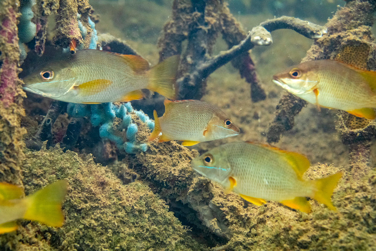 Panamá primer país de la región con ley para proteger arrecifes coralinos