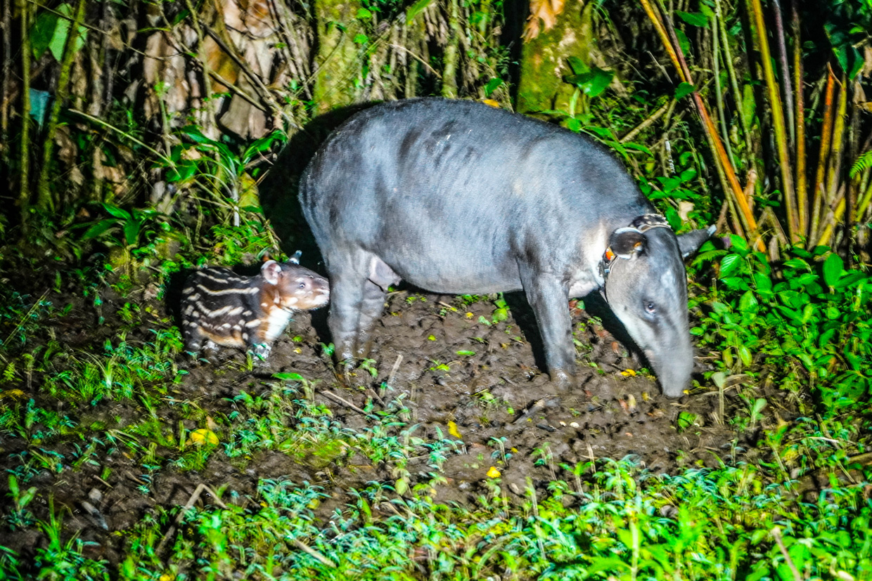 Admire de cerca la belleza de las dantas