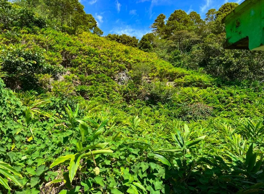 Guatemala será el principal exportador de cardamomo para Mundial FIFA Qatar 2022