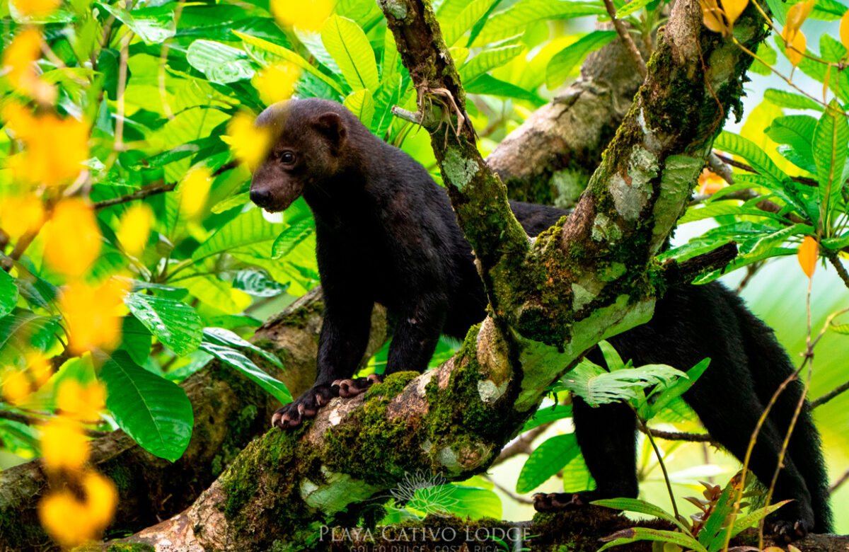 Rescate Wildlife zoave comparte recomendaciones para resguardar la fauna silvestre en periodo de fin de año y vacaciones