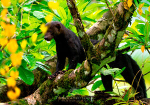 Rescate Wildlife zoave comparte recomendaciones para resguardar la fauna silvestre en periodo de fin de año y vacaciones