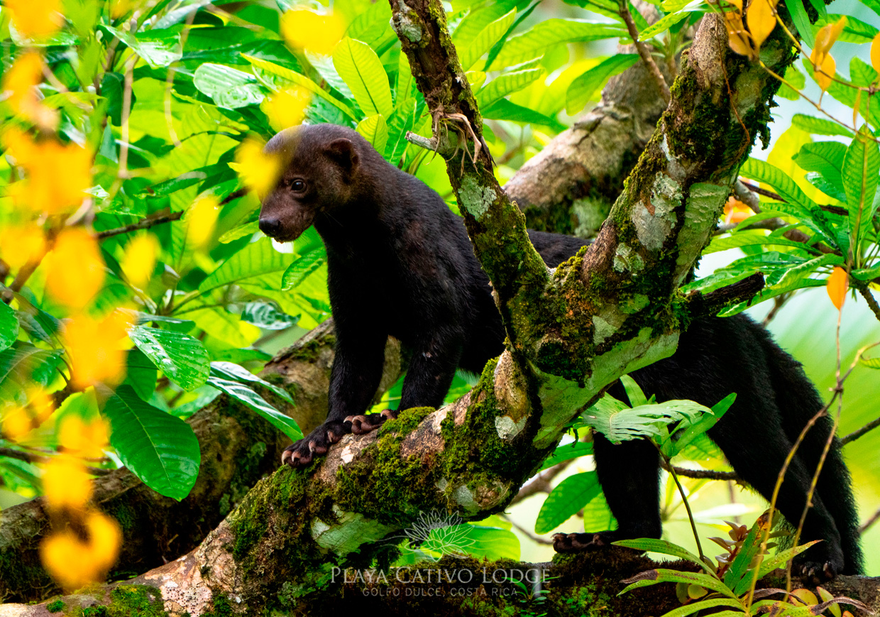 Rescate Wildlife zoave comparte recomendaciones para resguardar la fauna silvestre en periodo de fin de año y vacaciones