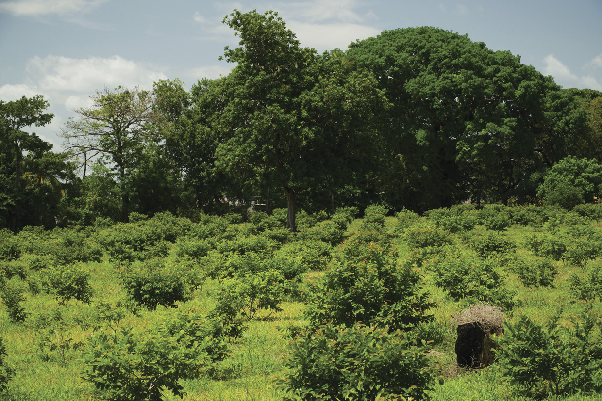 Jaleas Callejas, 75 años de tradición nicaragüense