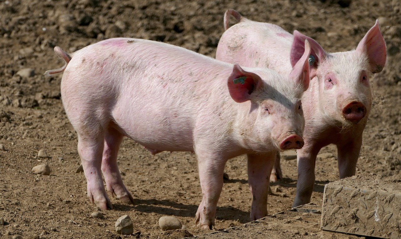 Porcicultura aporta el 2,8% del PIB de Guatemala
