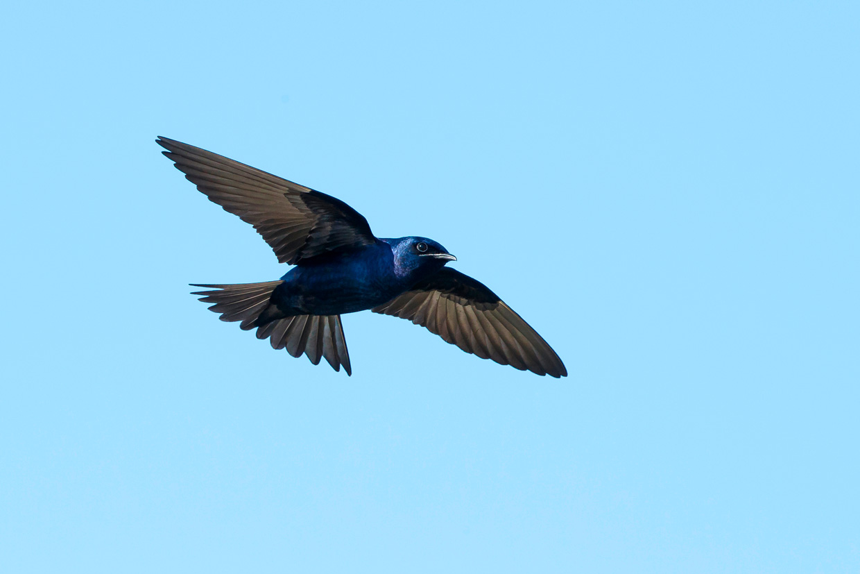 Lanzan iniciativa para proteger los flujos migratorios de las aves en las Américas