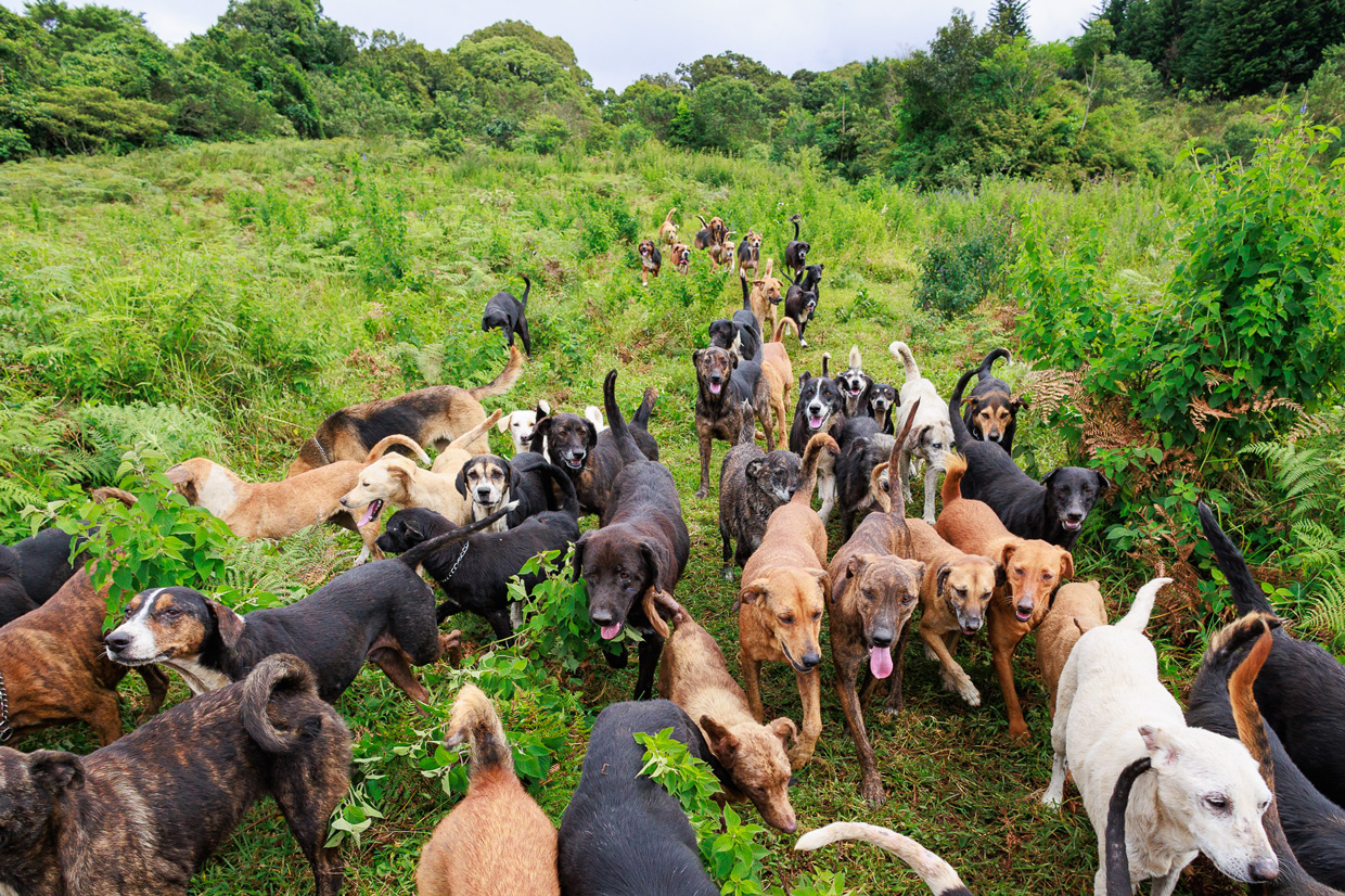 El Zaguatón Navideño crece en Costa Rica