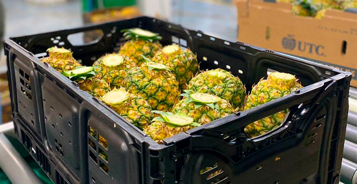 Piñas certificadas como cultivo sostenible y carbono neutral saldrán de Costa Rica a mercados de América del Norte y Europa