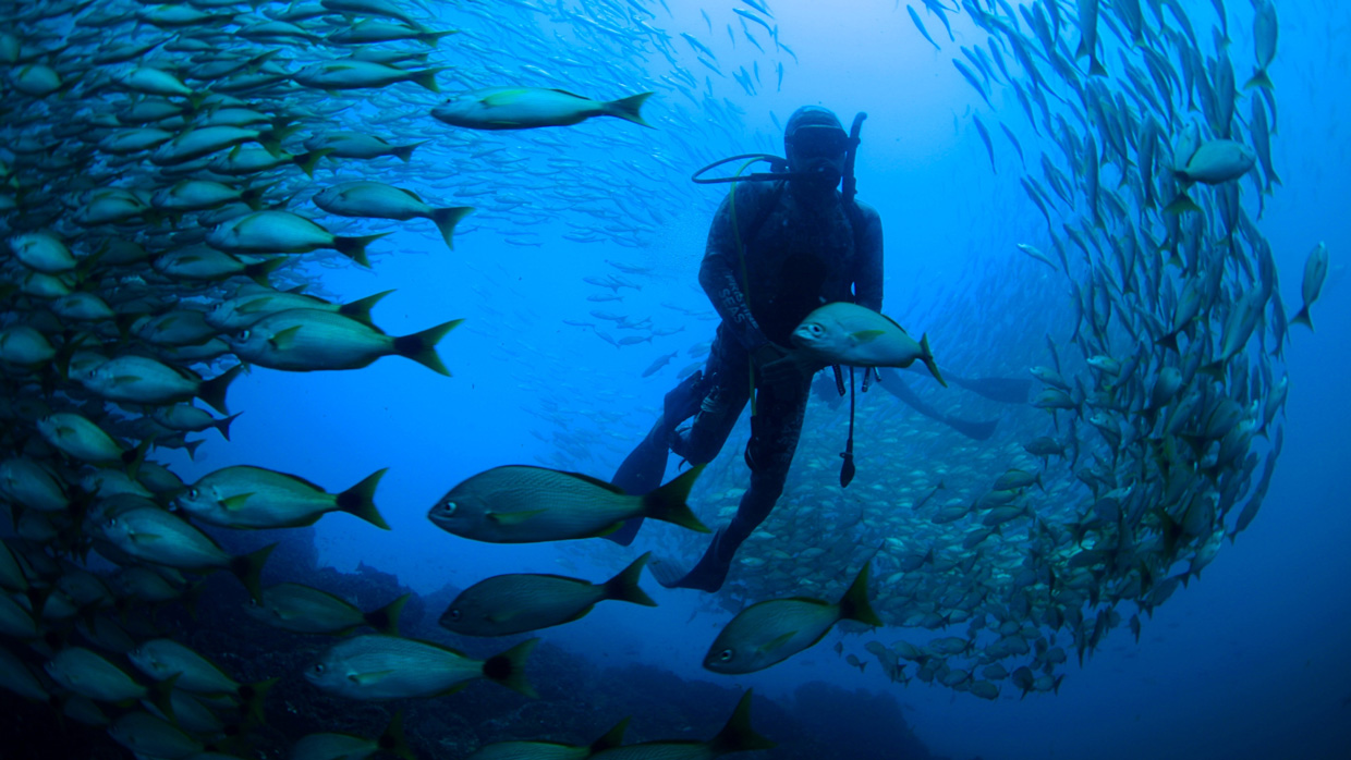 National Geographic estrena documental sobre la riqueza marina del Pacífico Sur de Costa Rica