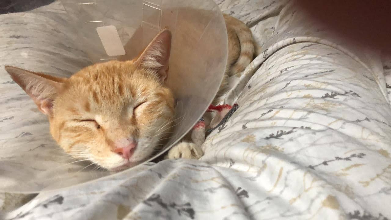 Atropellos, envenenamiento y caídas principales emergencias de las mascotas