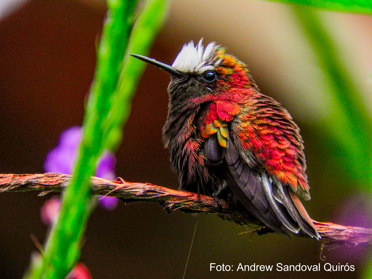 Costa Rica: Refugio de Vida Silvestre La Marta celebrará el Global Big Day y convoca a todos los amantes de avistamiento de aves