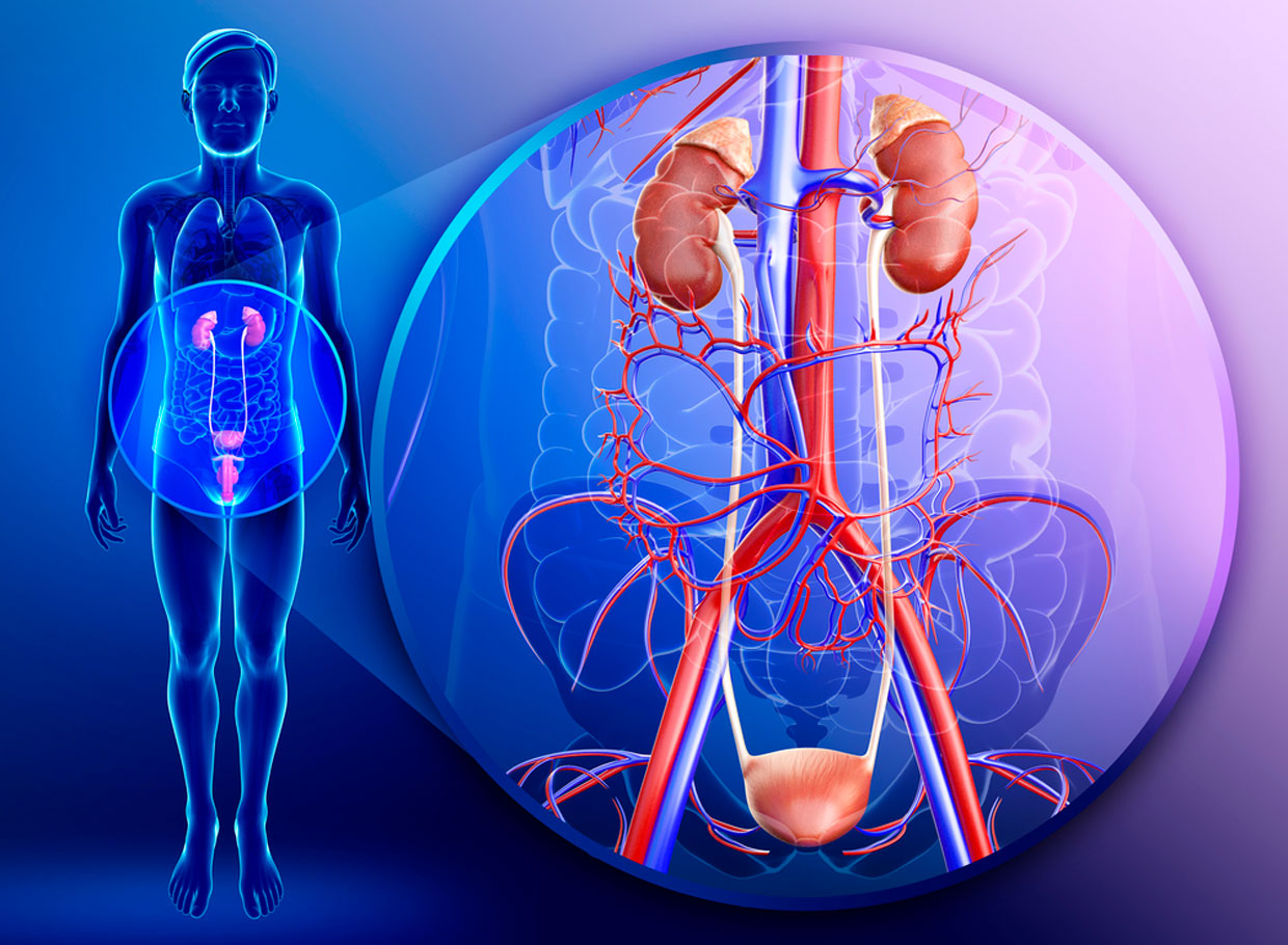 Pacientes con cáncer renal y de vejiga cuentan ahora con tratamientos inmuno-oncológicos