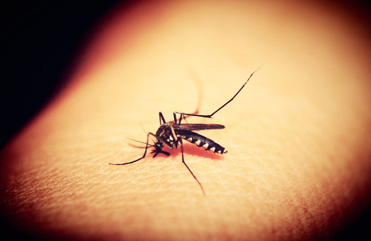 Conozca como identificar y prevenir enfermedades como el Dengue, el Zika y la Chikungunya en la época de lluvias