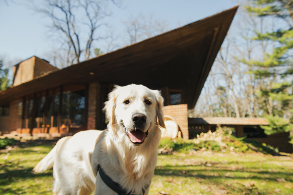 Airbnb comparte la guía para viajar con mascotas
