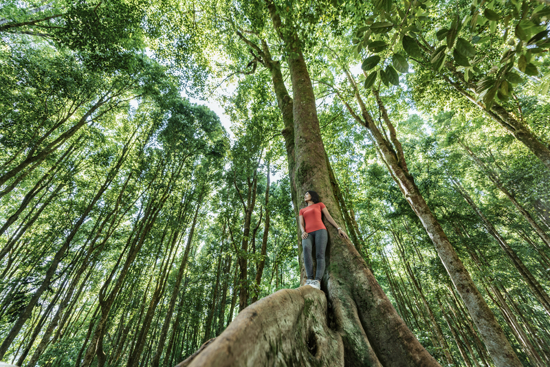 AstraZeneca anuncia inversión de US$400 millones para reforestación y biodiversidad global