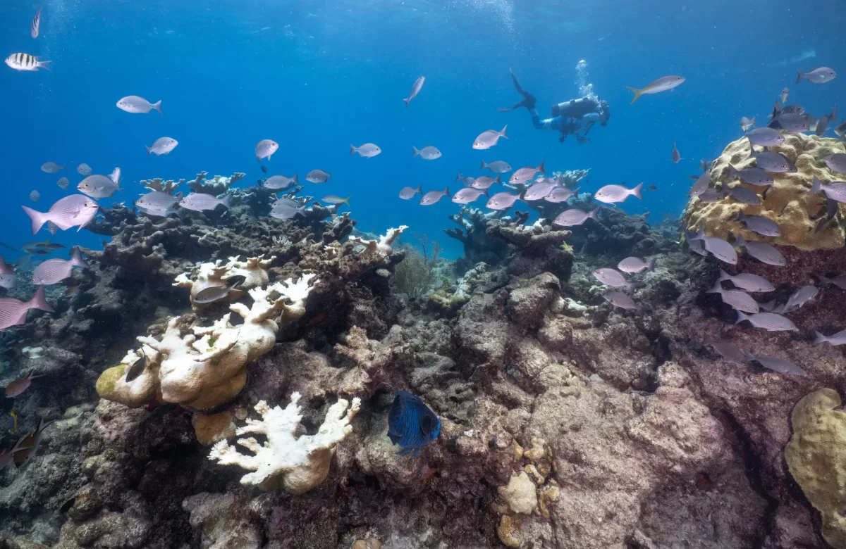 Una medida desesperada para salvar los corales: sacarlos del océano