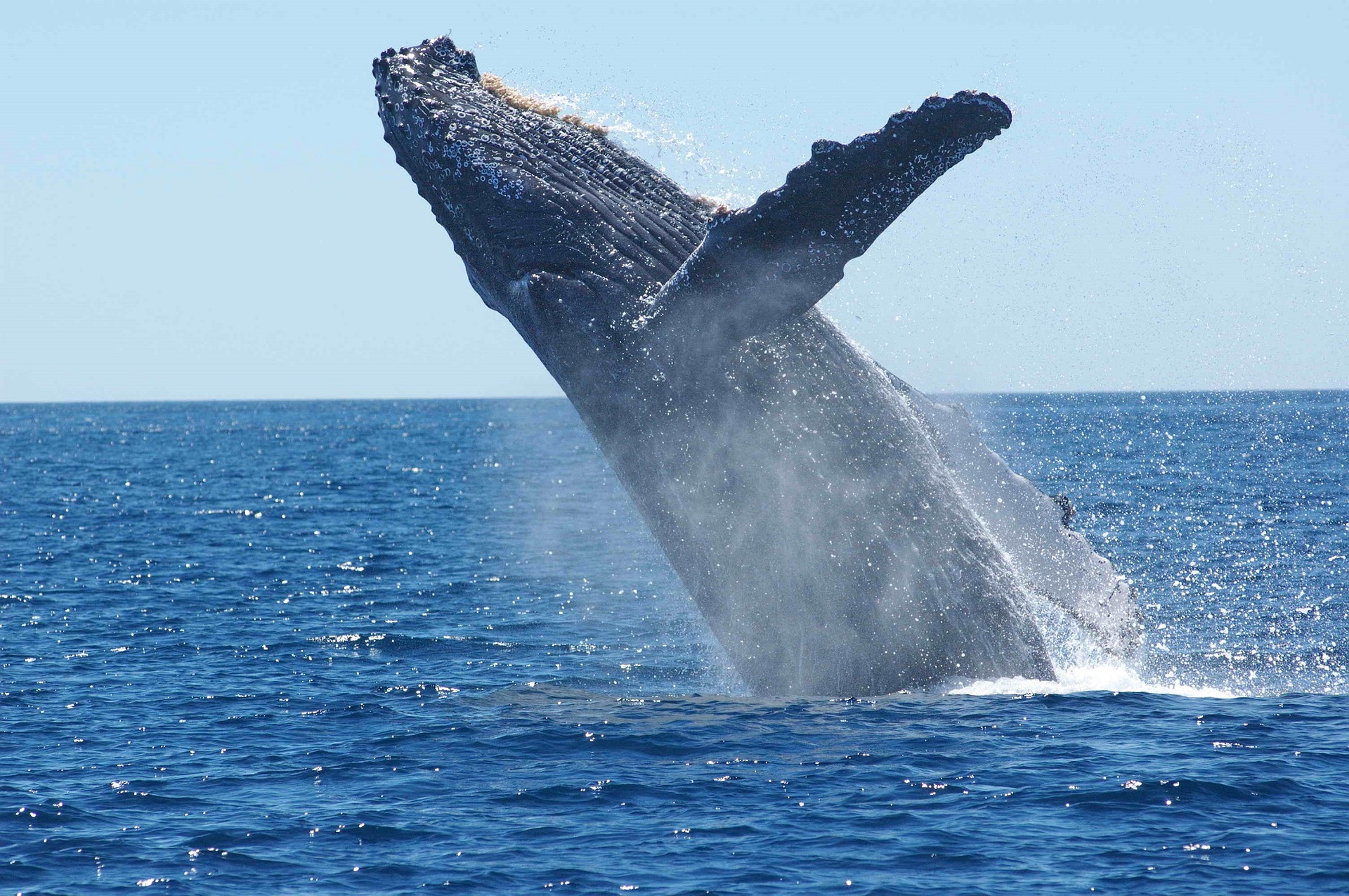 Descubra la majestuosidad de la vida marina con el inicio de la temporada de avistamiento de ballenas desde Quepos