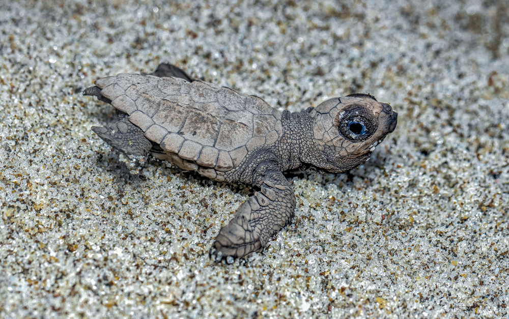 Tortu-Bank, Promueve la educación y la conservación de las tortugas marinas