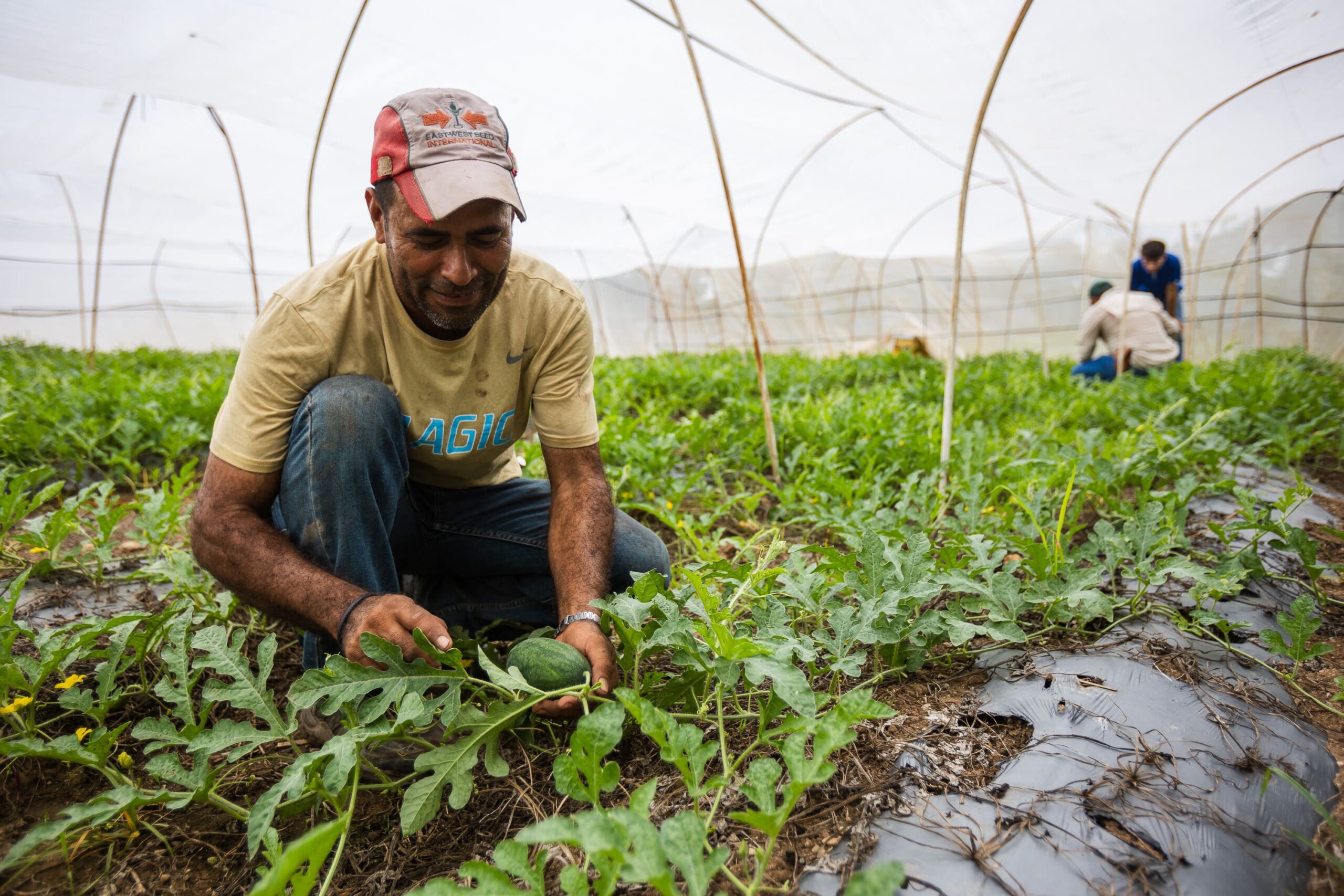 El corazón dulce de Zacapa: la empresa que revolucionó el mercado de la sandía y conquistó los supermercados