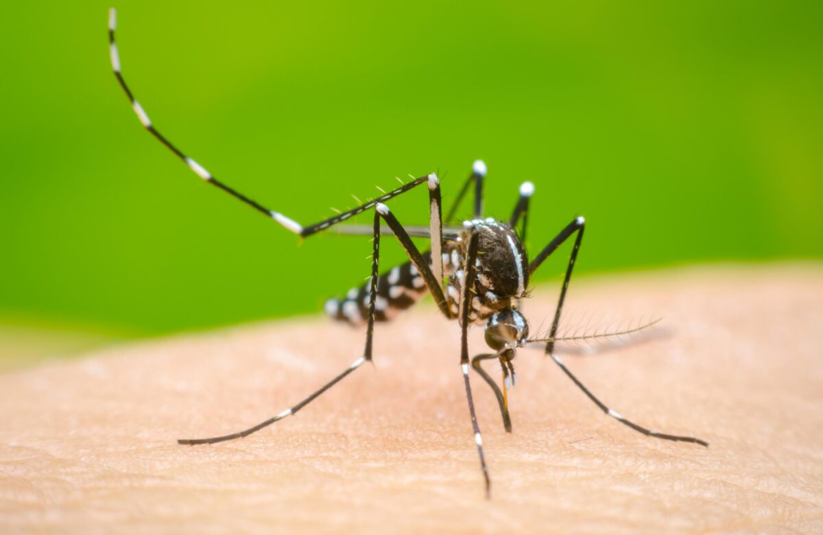 Médicos recomiendan realizarse un chequeo médico y hemograma tras superar el dengue, zika o el chikungunya